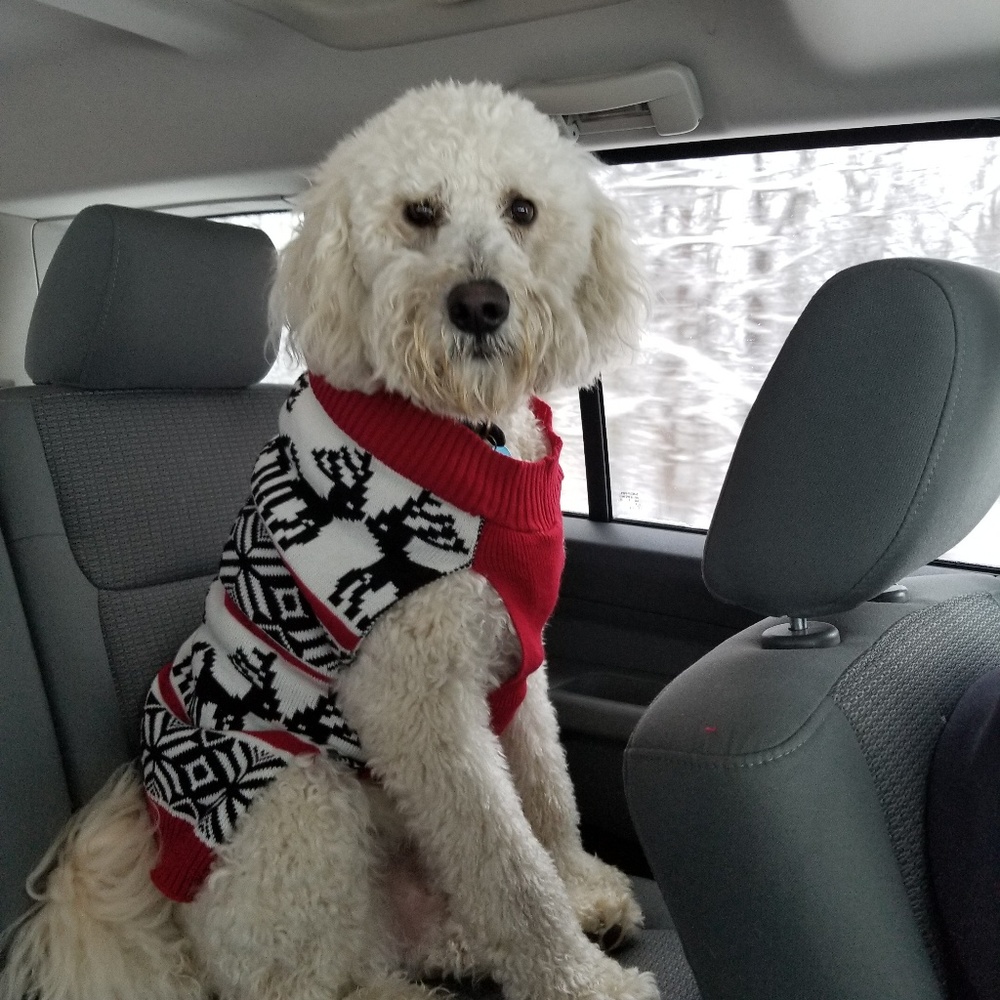 Meet your Posher, Aloha Brunch - Picture 4 of 8